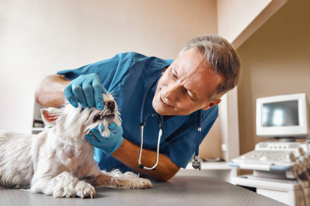 Best Emergency Dental Care for Trauma or Injury in West Cape May, NJ